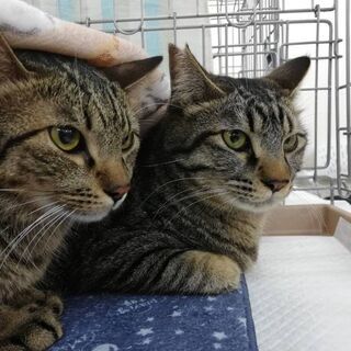 藤井寺市　予約制　保護猫譲渡会 − 大阪府