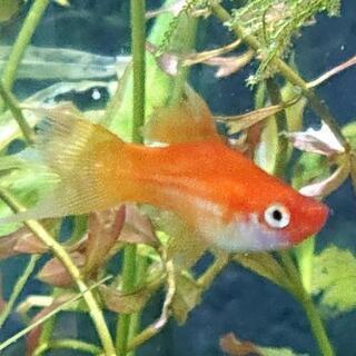 レッドソードテール、とても丈夫な熱帯魚(アクアリウム)