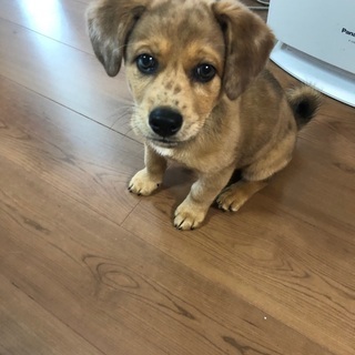 ミックス犬女の子　里親様募集