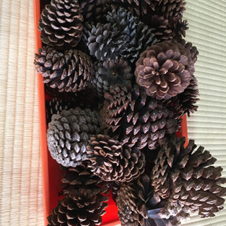 松ぼっくり