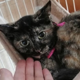 里親決定。サビ猫わさびちゃん