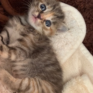 子猫2匹　里親募集中