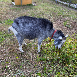 里親　とからやぎ　吐噶喇山羊　トカラヤギ