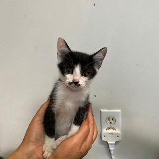 家の前で拾った生後1ヶ月半ほどの子猫