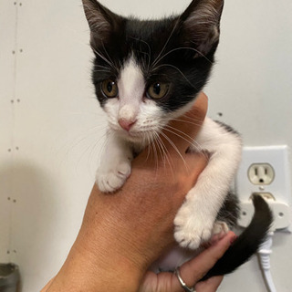 家の前で拾った生後1ヶ月半ほどの子猫 - 大野城市