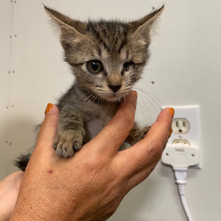 家の前で拾った生後1ヶ月半ほどの子猫 - 猫