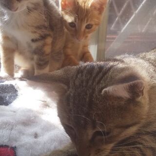 里親募集してます