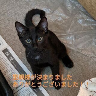 里親さま、決まりました！ありがとうございました！