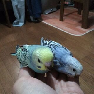 セキセイインコ 里親募集