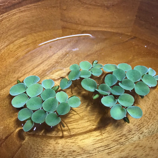 無農薬　水草　浮き草　サルビニアククラータ