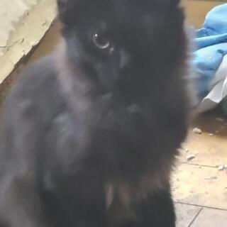 それぞれ無事家族が決まりました❗皆様ありがとうございましたm(_...