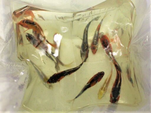 光美柄　変わり鯉　１０～１３ｃｍ±
