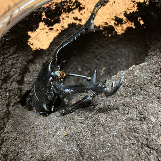 【大型】110mm前後　ギラファノコギリクワガタ(フローレス)ペア　未後食　未使用の画像