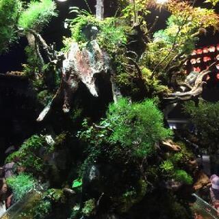 剪定、植栽、移植、草刈りをお安く致します