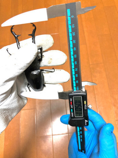 【売り切り価格】ギラファノコギリクワガタ　ペア　未後食、未使用　フローレス　
