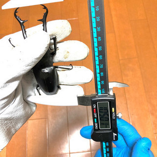 【売り切り価格】ギラファノコギリクワガタ　ペア　未後食、未使用　...