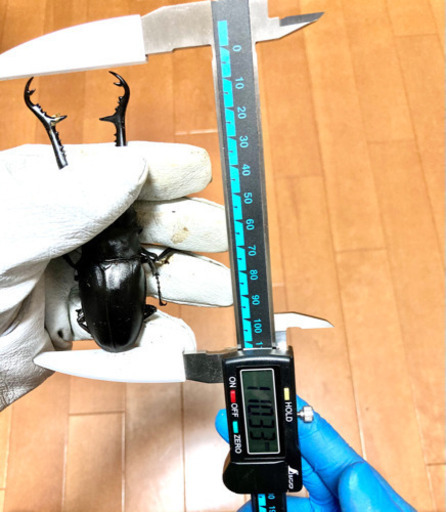 【大型】110mm前後　ギラファノコギリクワガタ(フローレス)ペア　未後食　未使用