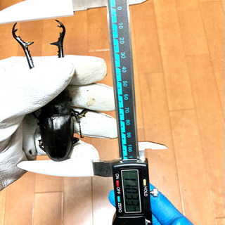 【大型】110mm前後　ギラファノコギリクワガタ(フローレス)ペ...