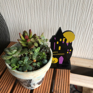 リメイク鉢多肉寄せ植え(2)