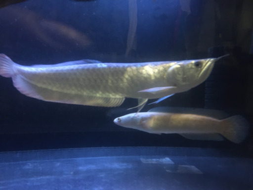 セミプラチナシルバーアロワナ