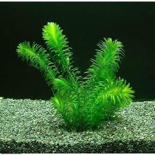 水草　アナカリス　20本