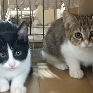 暖かいお家に迎えられました！黒白八割れ＆きじ白姉妹　二か月齢