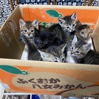 外で鳴いていた子猫ちゃん