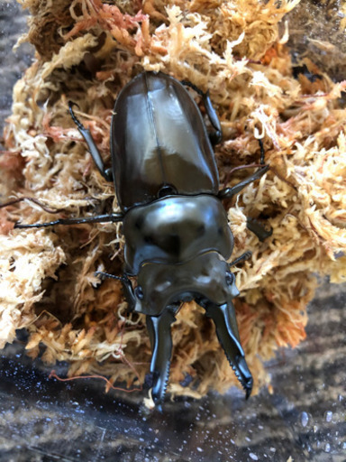 ババオウゴンオニクワガタペア