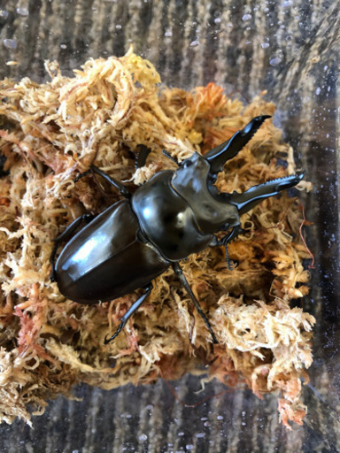 ババオウゴンオニクワガタペア