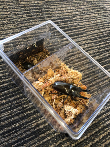 ババオウゴンオニクワガタペア