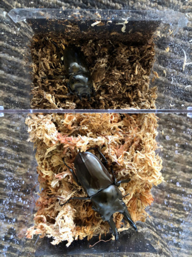 ババオウゴンオニクワガタペア