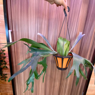 発送可‼️ 観葉植物　コウモリラン　ビカクシダ　ビフルカツム　吊...