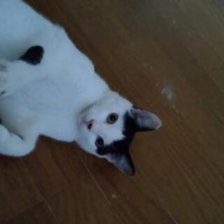 甘えん坊な白黒猫の里親募集