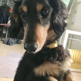 ダックス♂里親さん探してます