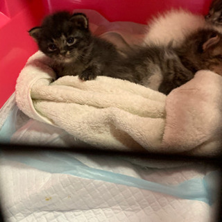 【里親募集中】とっても可愛い生後3週間の仔猫