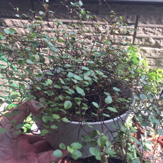 【取引中】ワイヤープランツ