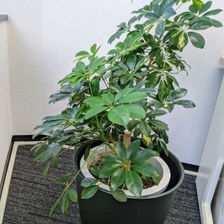観葉植物を差し上げます【引取限定】の画像