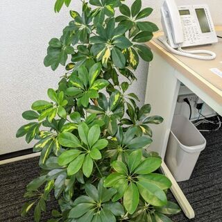 観葉植物を差し上げます【引取限定】の画像