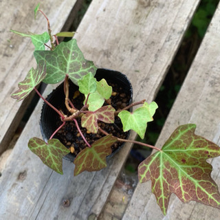 アイビー  へデラ 観葉植物 植物苗