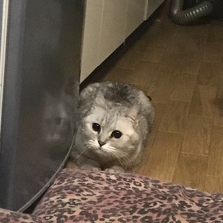 13歳♀雑種
