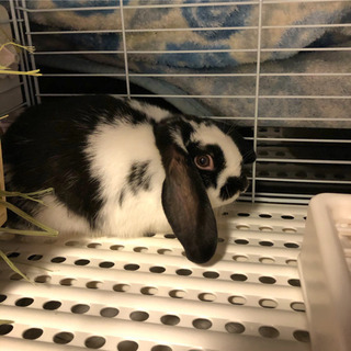 急募　ホーランドロップイヤー  オス　うさぎ