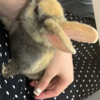 迷子うさぎ【お問い合わせありがとうございます！】