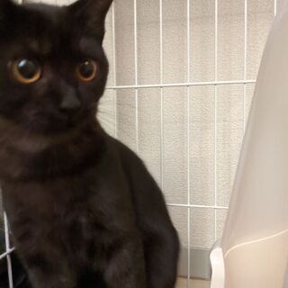 【決定しました】4ヶ月ほどの子猫、人懐こく甘えます。黒をベースと...