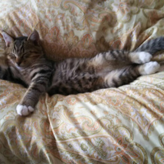 キジトラ猫ちゃん里親募集