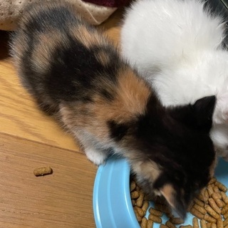 野良猫が産んだ仔猫 ⇒ ミケ 生後１ヶ月弱 - 出雲市