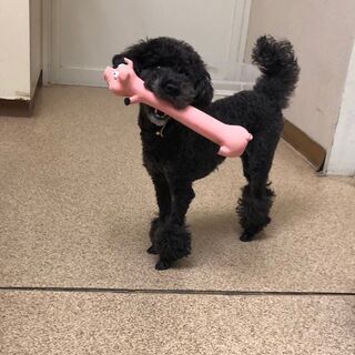 里親様、決定しました。（該当の方には連絡済みです。）お問合せいただきましたことに深く感謝申し上げます。９日にトリミングしますのでそれ以降のお待ち合わせになりますが宜しいでしょうか？里親様は31日に決定予定。お待ち合わせ場所、名鉄東岡崎駅南口にて（ラインの頻度は1ヶ月に１～２度）で！ − 愛知県