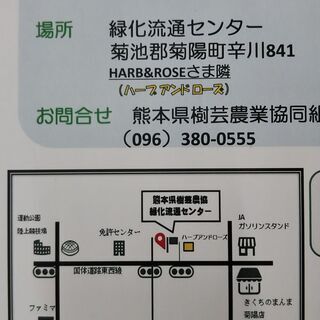 緑化流通センター　植木市オープン！ - 菊池郡