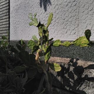 サボテン　アロエの画像
