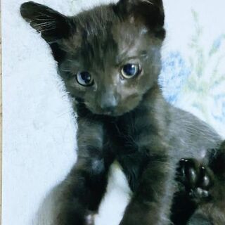 【ありがとうございました譲渡終了しました】３か月位のメス黒猫の里...