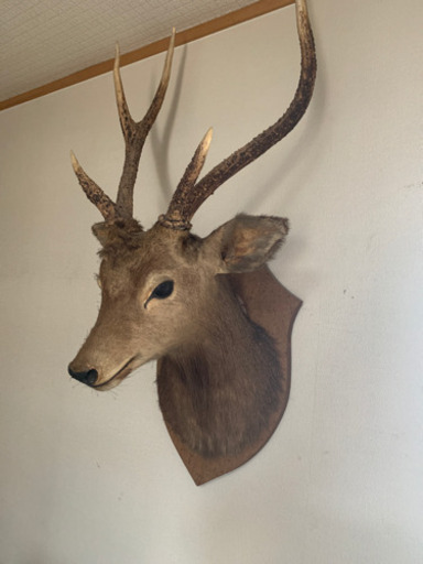 若いシカ　剥製　アンティーク